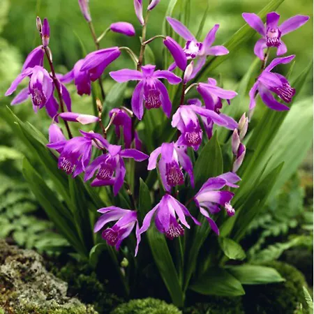 Bletilla *